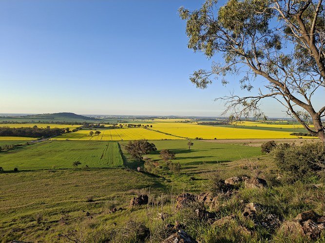 Our photo of a gum tree over canola fields