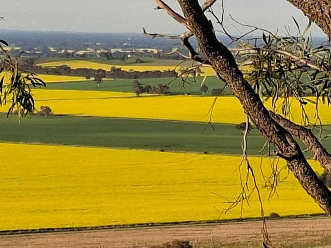 Alex's copy: canola fields seen through gum branches
