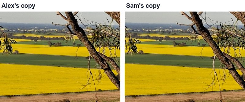 Two copies of the same photo of canola fields through gum branches, one for Alex and one for Sam: they look identical